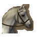 White horse